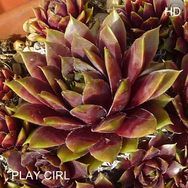 Play Cirl