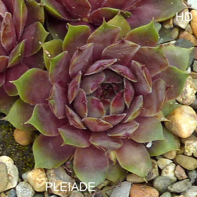Pleiade