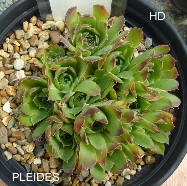 Pleides / Jovi