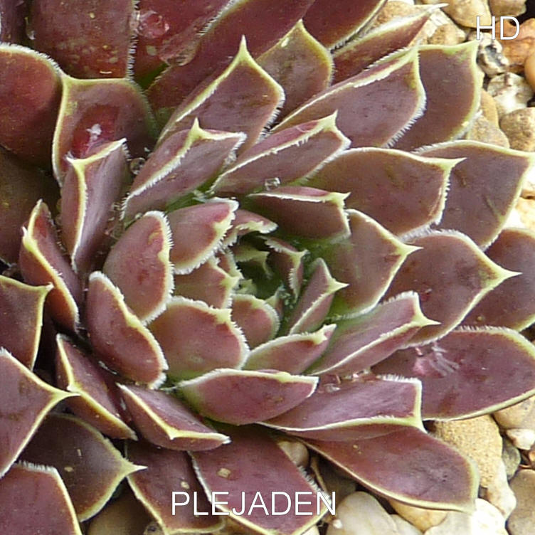 Plejaden / Jovi