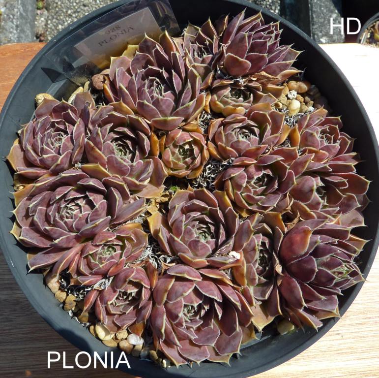 Plonia / Jovi