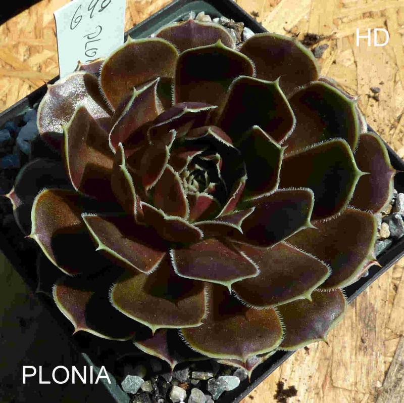 Plonia / Jovi