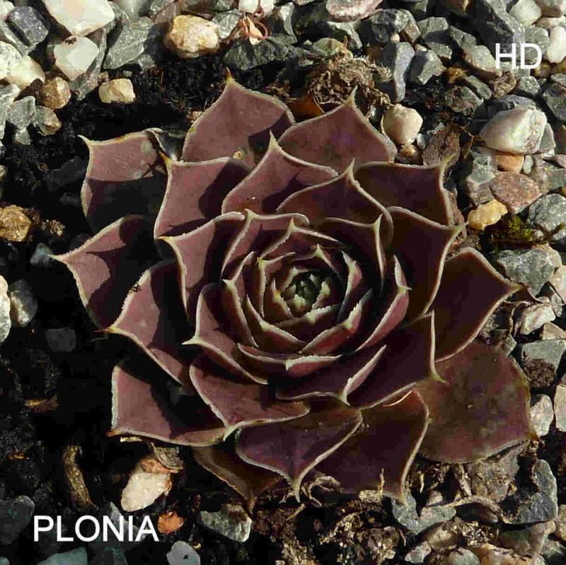 Plonia / Jovi