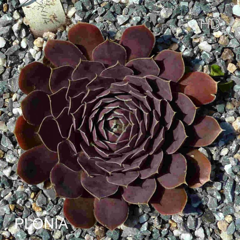 Plonia / Jovi