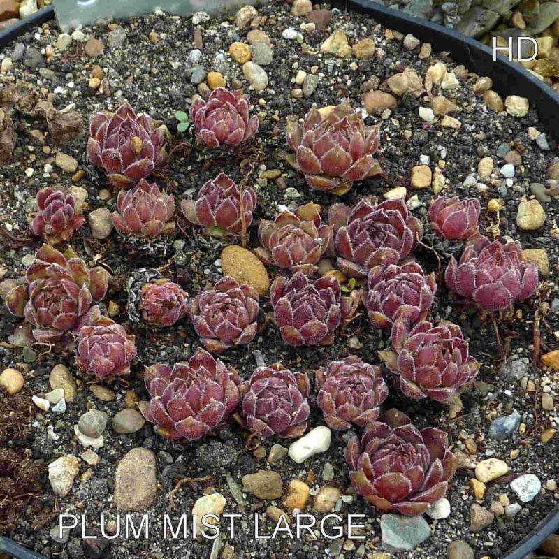 Plum Mist Large