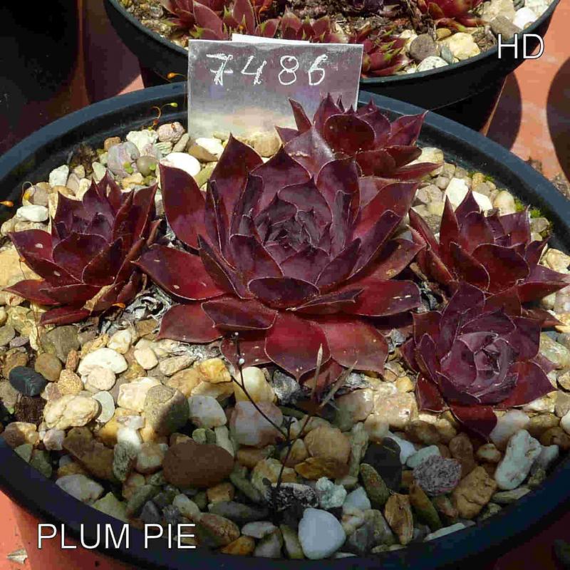 Plum Pie