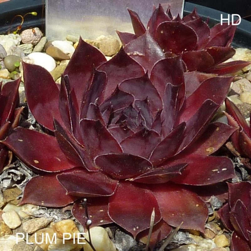 Plum Pie