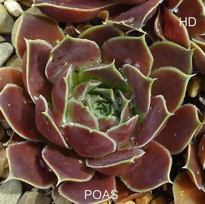 Poas / Jovi
