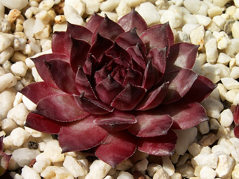 Podark