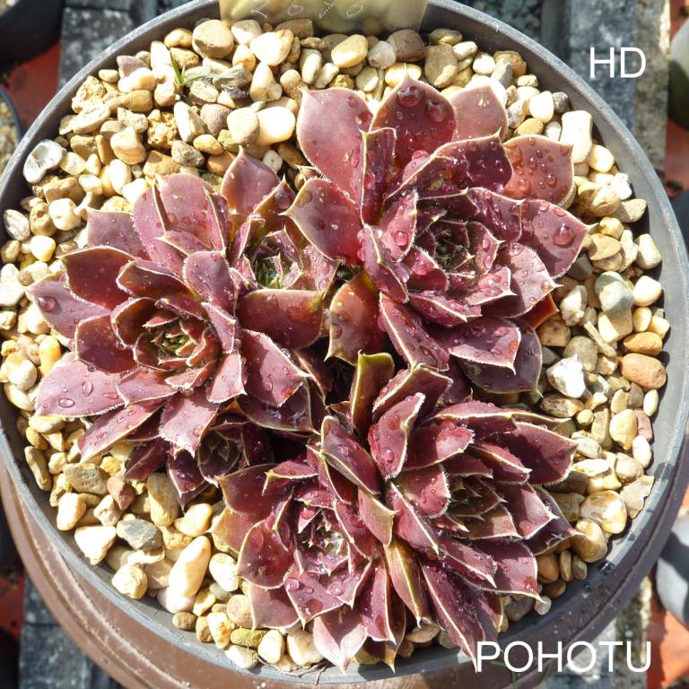Pohotu / Jovi