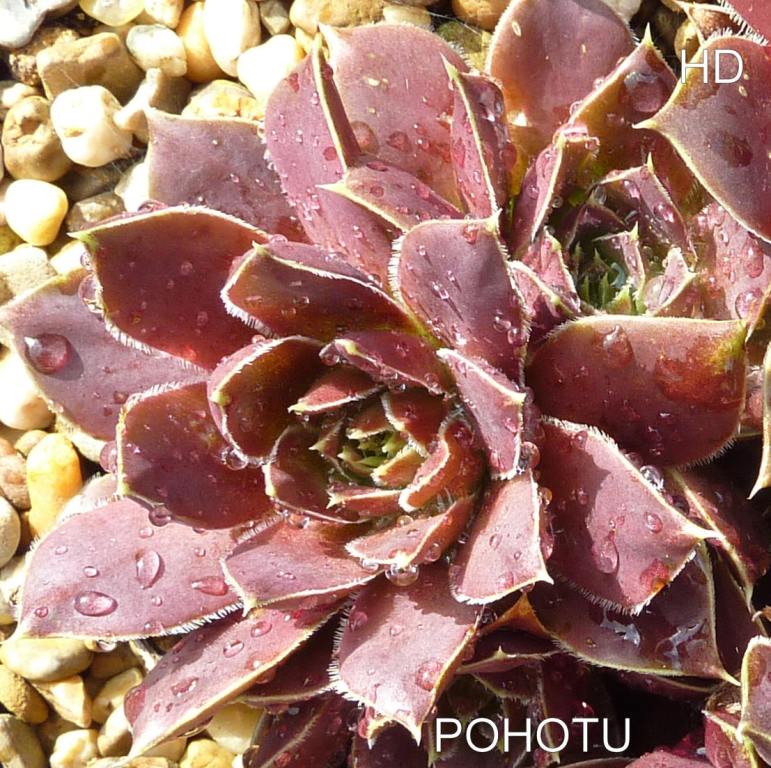 Pohotu / Jovi