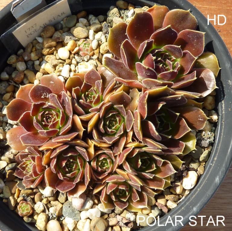 Polar Star / Jovi