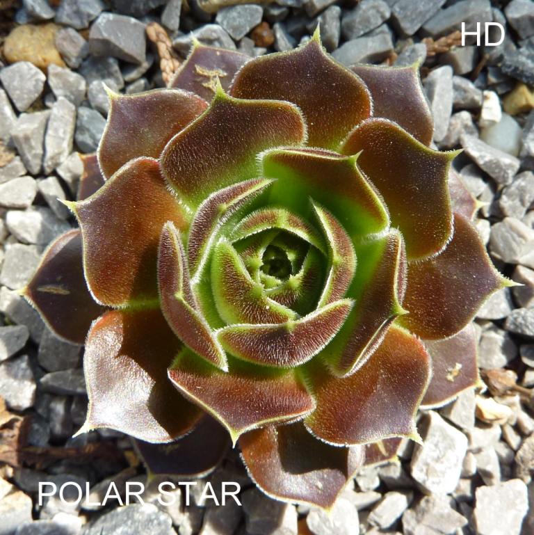 Polar Star / Jovi