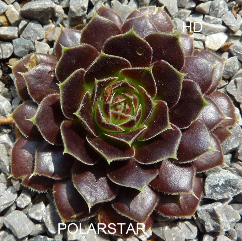 Polar Star / Jovi