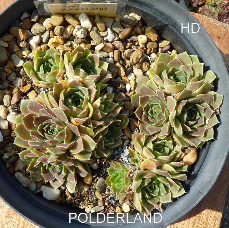 Polderland / Jovi