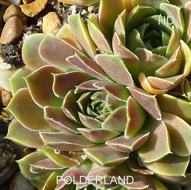 Polderland / Jovi