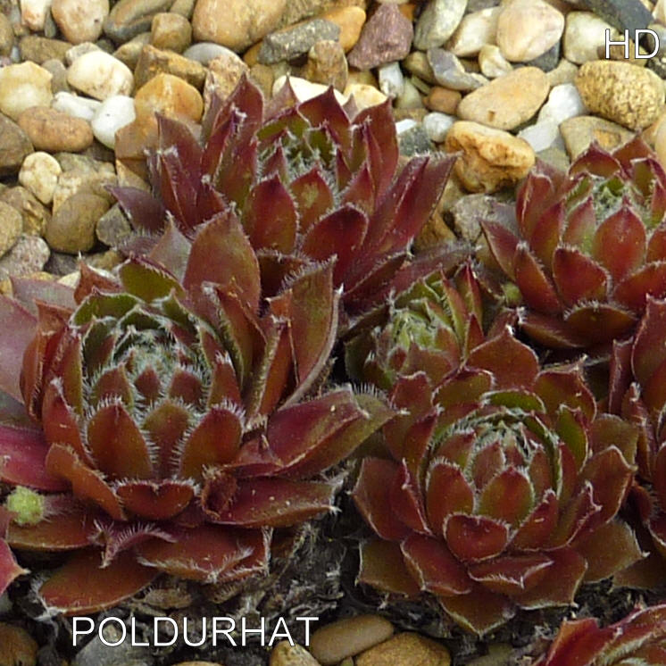 Poldurhàt