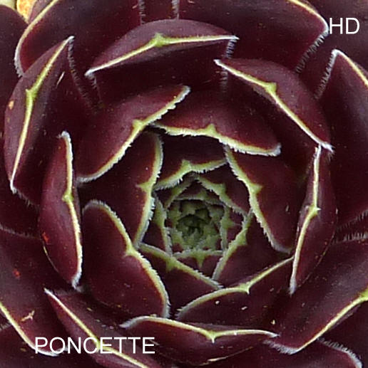 Poncette / Jovi