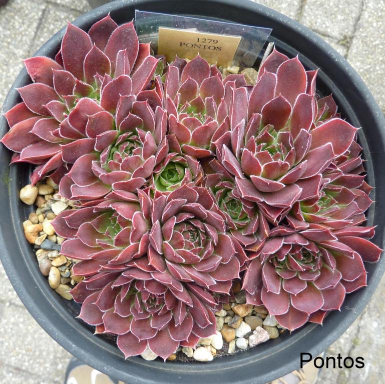 Pontos / Jovi