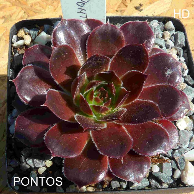 Pontos / Jovi