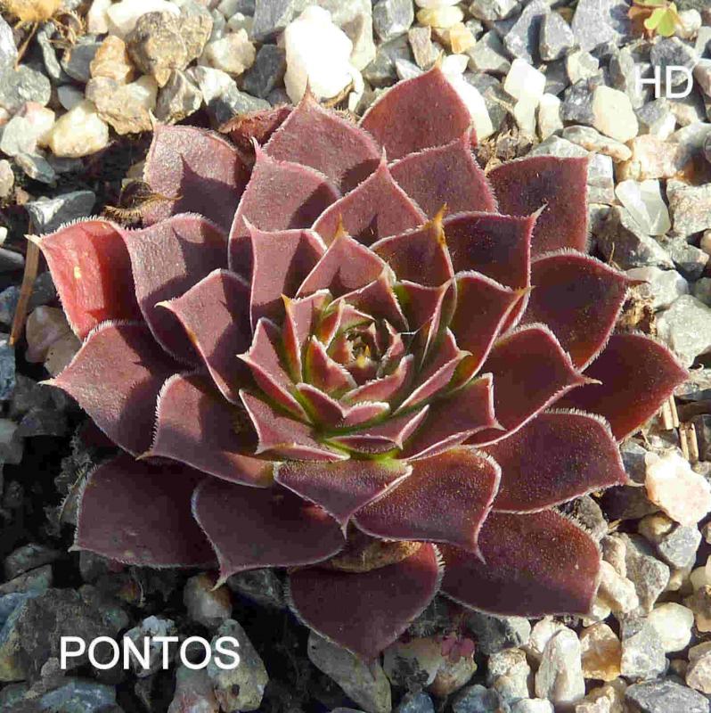 Pontos / Jovi