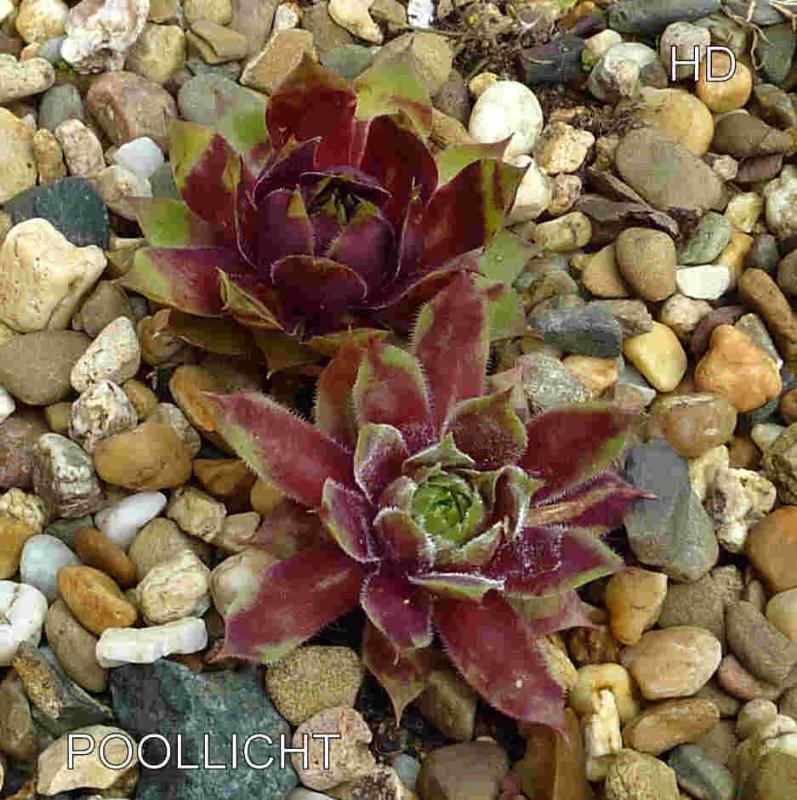 Poollicht