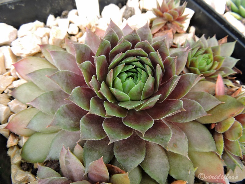 Poollicht