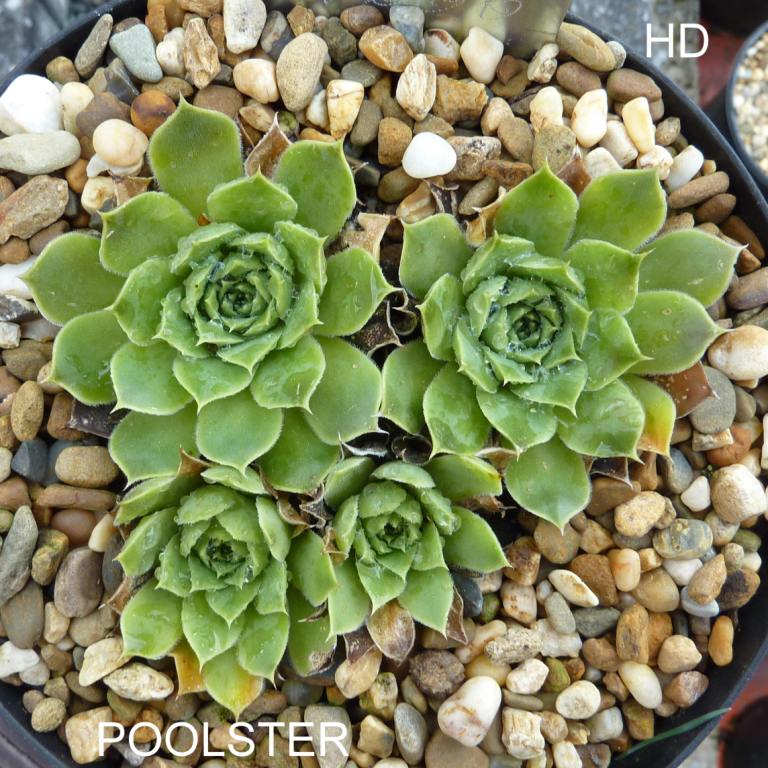 Poolster / Jovi