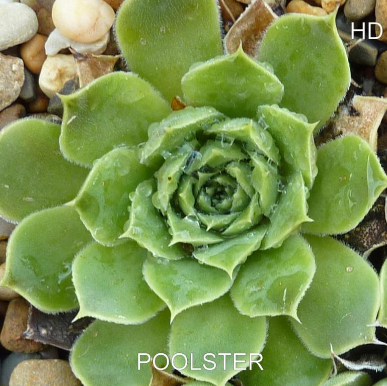Poolster / Jovi