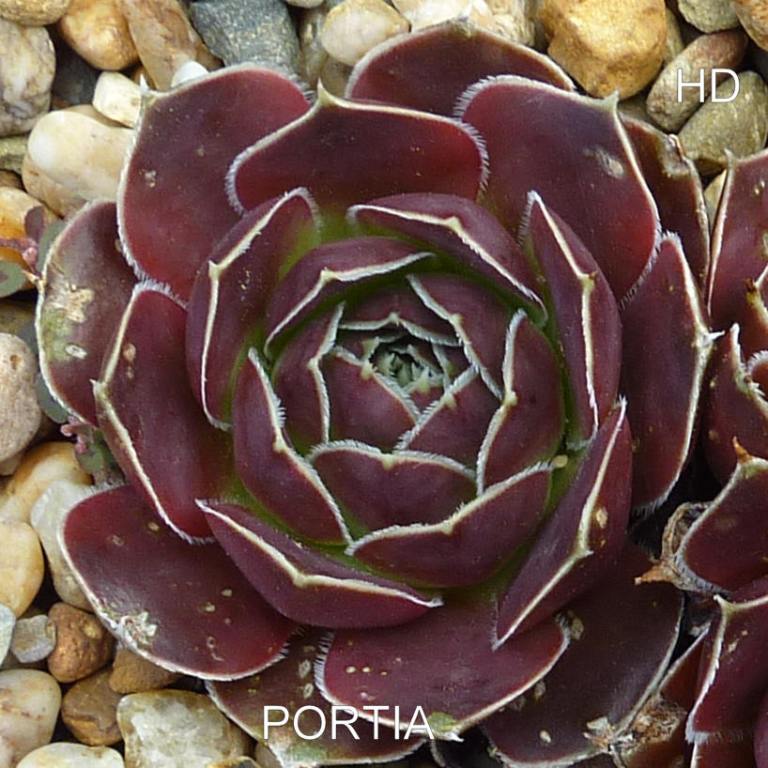 Portia / Jovi