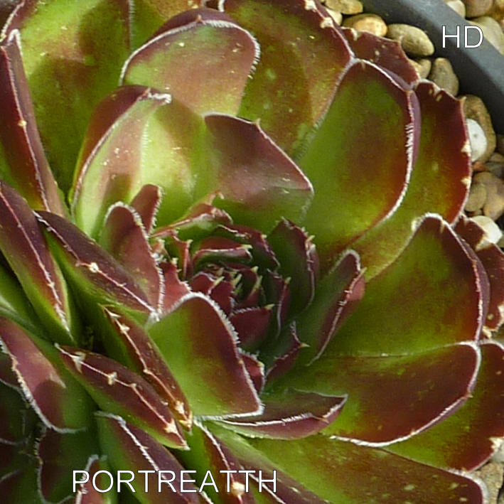 Porttreatth / Jovi