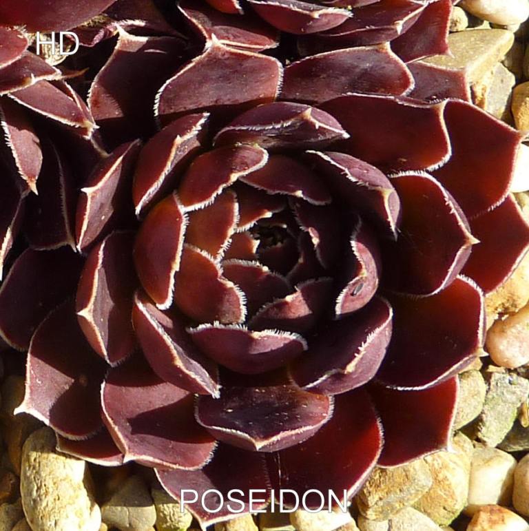 Poseidon / Jovi