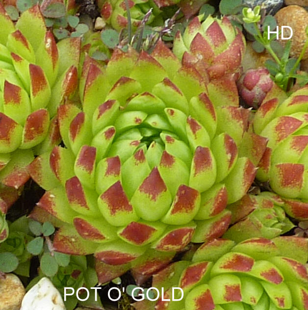Pot O'Gold / Jovi