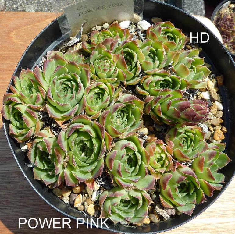 Power Pink / Jovi