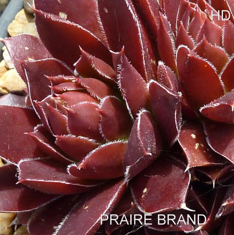 Praire Brand / Jovi
