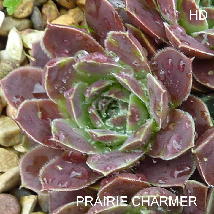Prairie Charmer / Jovi