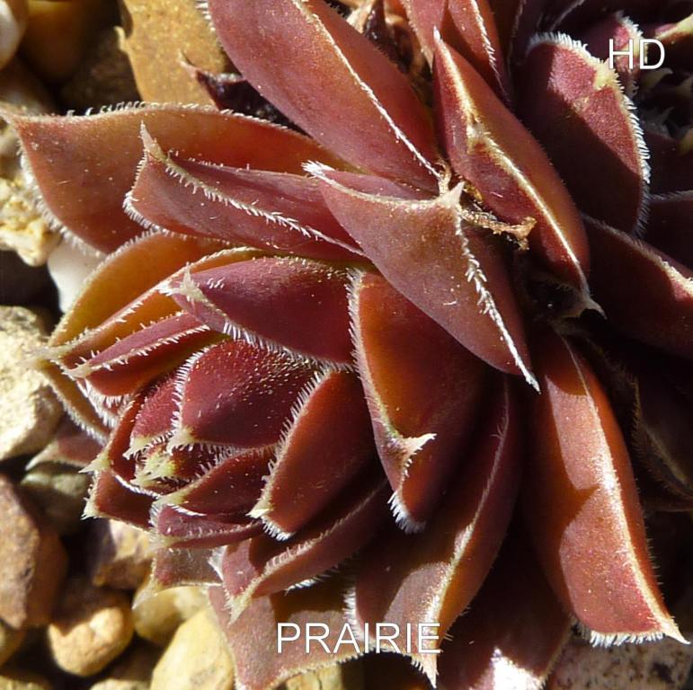 Prairie / Jovi