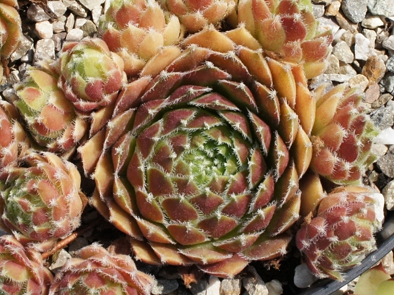 Polka Dot