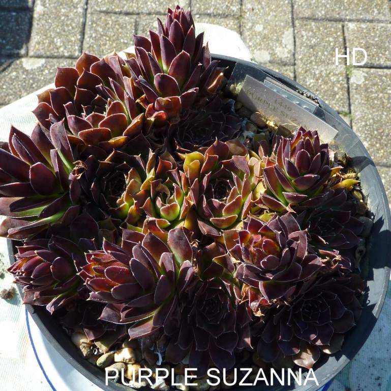 Purple Suzanna / Jovi