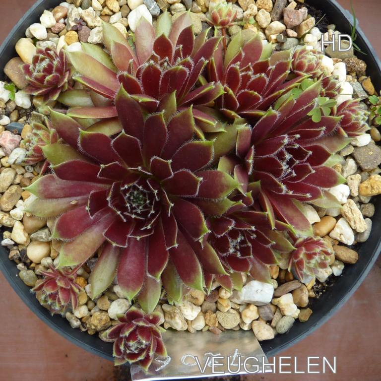 Veughelen