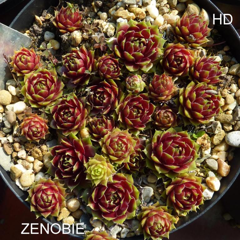 Zenobie
