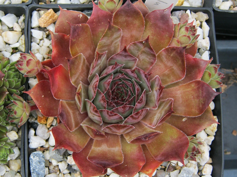 Zulu