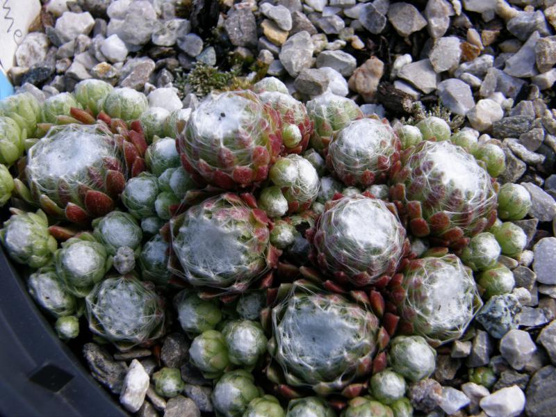 Vitementosum