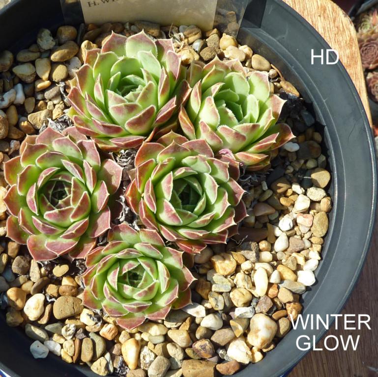 Winterglow / Jovi