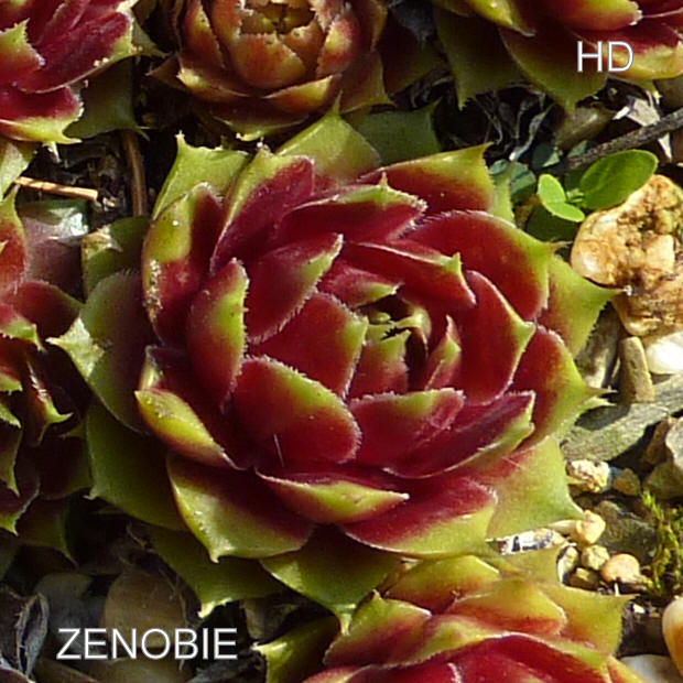 Zenobie