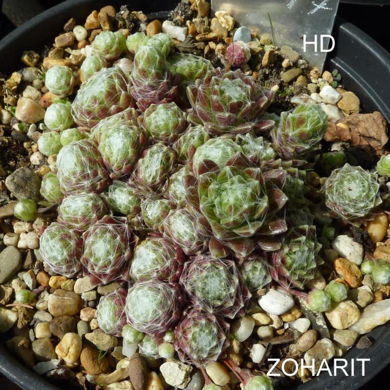 Zoharit ( II )