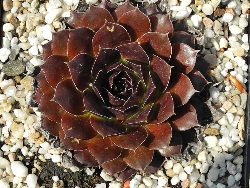 Purple Suzanna / Jovi