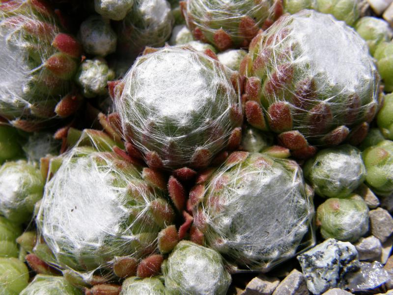 Vitementosum
