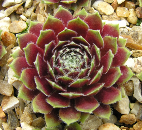 Veughelen