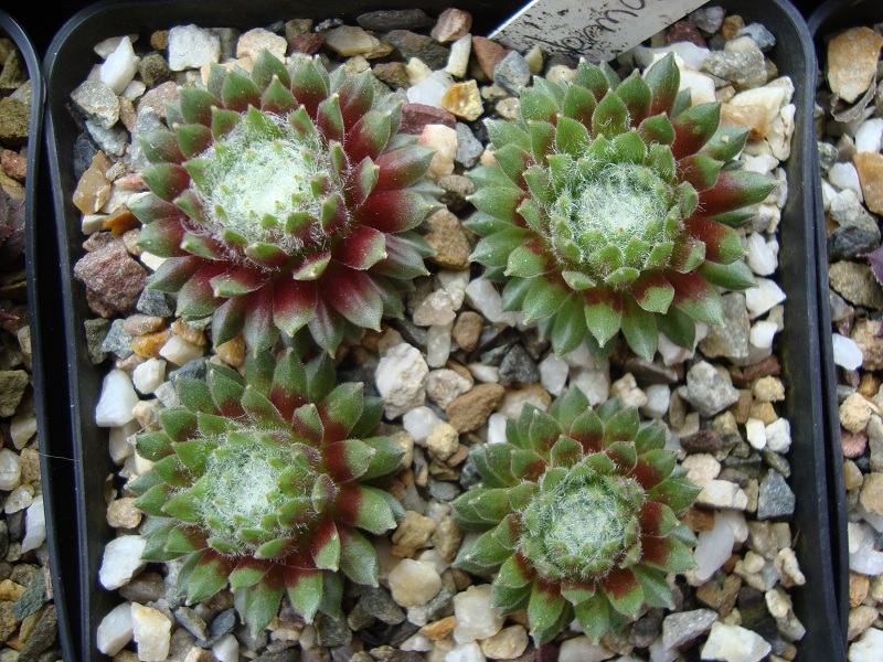 Vitementosum